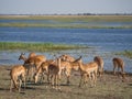 Group of impala antelopes feeding and grazing in front of Chobe River, Chobe National Park, Botswana, Africa Royalty Free Stock Photo