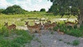 A group of impala antelopes rests in the savannah Royalty Free Stock Photo