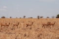 Group of Impala antelopes in the savannah of the Tarangire National Park, Tanzania Royalty Free Stock Photo