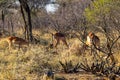 A group of impala ewes feed together