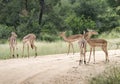 Group impala