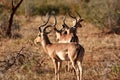 Group of impala