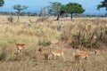 Group Impala in tree Savannah Tanzania