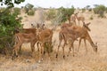 Group of impala in Tsavo Natioanl Park