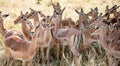 Group of Impalas (Aepyceros Melampus) in the African Savannah