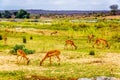 Group of Impalas grazing along the Olifant River Royalty Free Stock Photo