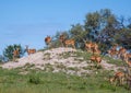 A group of Impalas in the savannah grass of the Bwabwata Nationalpark at Namibia