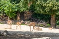 A group of Impalasis a medium sized antelope found in eastern and southern Africa