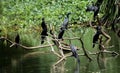 Group of indian black cormorants