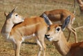 Group of Indian blackbuck