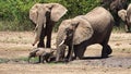 Elephants grazing in grassy field, iconic working animals in natural landscape Lake Manyara National Park Tanzania Royalty Free Stock Photo