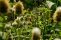 Group of indian flowers at evening coverup with spider web Royalty Free Stock Photo