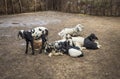 Group of Indian Goat or Sheep in Village