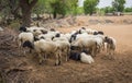 Group of Indian Goat or Sheep in Village