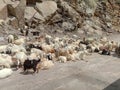 A group of Indian sheeps. Royalty Free Stock Photo