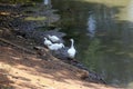 Group of indian white ducks  on river bank Royalty Free Stock Photo