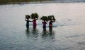 Group of indian women carrying sheaves of grass on their heads and crossing river in Jim Corbett National Park,India on 10.20.201