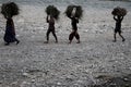 Group of indian women traditionally carrying sheaves of grass on their heads on river bank in Jim Corbett National Park, India on