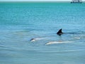 Group of Indo-Pacific Bottlenose Dolphins Royalty Free Stock Photo