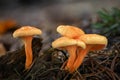 Group of inedible Hygrophoropsis aurantiaca mushrooms commonly known as false chanterelle