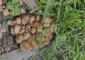 Group inedible little mushroom (Galerina pumila)