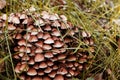 Group of inedible mushroom, autumn forest. Big mycelium of grebe or fungus, cap with brown velvet surface. Template for eco