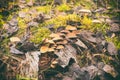 Group of inedible mushrooms in the forest