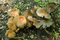 Group of inedible mushrooms