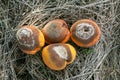 Group of infected and rotten apricots fall to the ground, Monilia laxa infestation plant disease