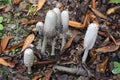 A group of inky cap mushrooms. Royalty Free Stock Photo