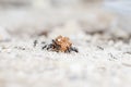 Group of insects around an anthill carrying food