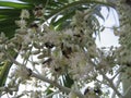 Group of insects feeding on white flowers on a tropical palm tree in Venezuela. Royalty Free Stock Photo