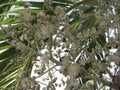 Group of insects feeding on white flowers on a tropical palm tree in Venezuela. Royalty Free Stock Photo