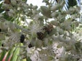 Group of insects feeding on white flowers on a tropical palm tree in Venezuela. Royalty Free Stock Photo