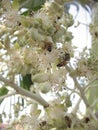 Group of insects feeding on white flowers on a tropical palm tree in Venezuela. Royalty Free Stock Photo