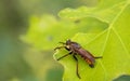 A group of insects microfilm Royalty Free Stock Photo