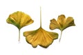 Golden yellow autumn Ginkgo biloba leaves