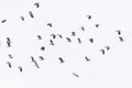 group of isolated flying lapwings (vanellus vanellus
