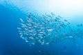 Group of jack fish Royalty Free Stock Photo