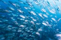 Group of jack fish Royalty Free Stock Photo