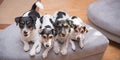 Group Jack Russell Terrier Doggies. Four little dogs sitting  indoor side by side on the couch Royalty Free Stock Photo
