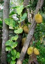 Group of jackfruit at tree with nice plant