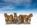 Group of jaguar Royalty Free Stock Photo