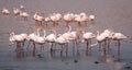 Group of James Flamingo at Laguna Colorada & x28;Bolivia& x29;