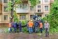Group of janitors sawing fallen gigantic chestnut tree as a result of the severe hurricane winds in residential area of Moscow