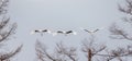 Group of Japanese cranes in flight. Japan.