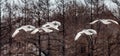 Group of Japanese cranes in flight. Japan.