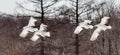 Group of Japanese cranes in flight. Japan.