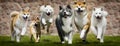 group of Japanese dogs running