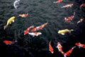 Group of Japanese koi feeding Royalty Free Stock Photo